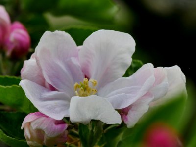 Brauner Matapfel Freilichtmuseum Roscheider Hof Blüte H2