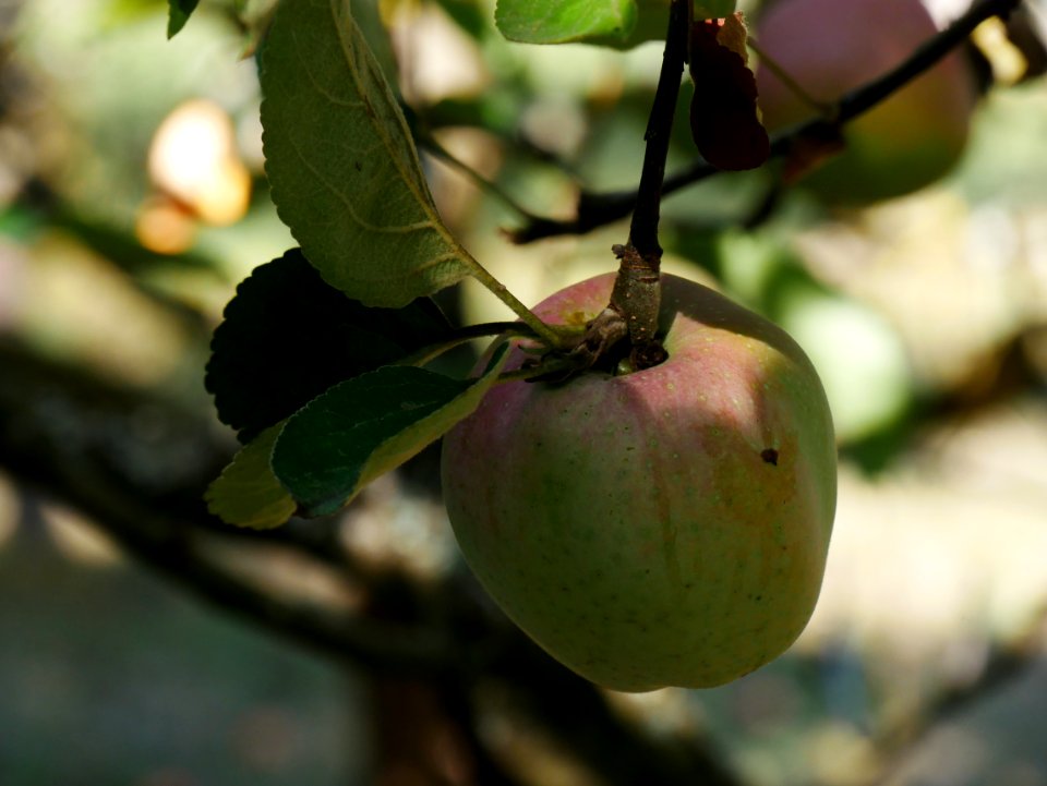 Brauner Matapfel Freilichtmuseum Roscheider Hof Frucht H3
