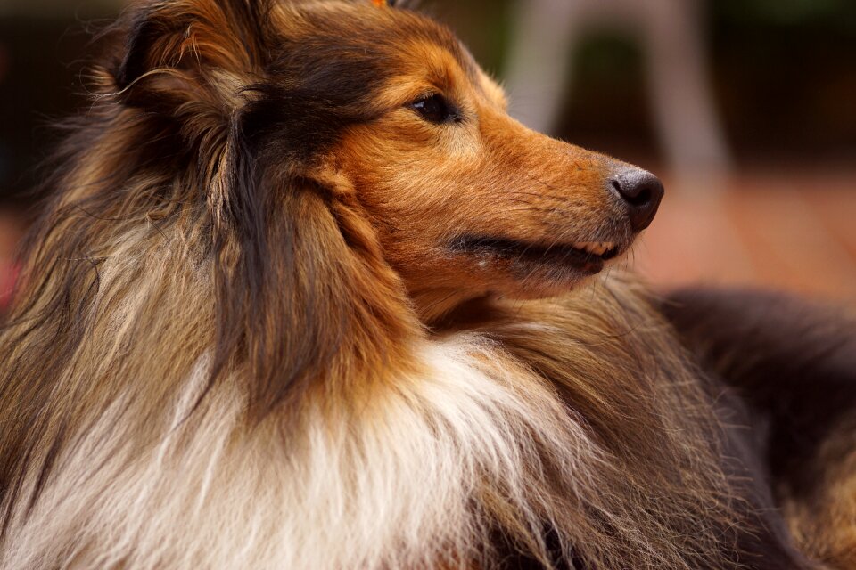 Sheltie dog animal portrait