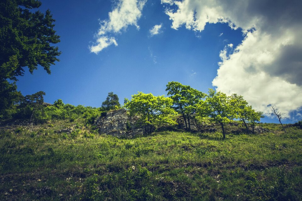Meadow green nature