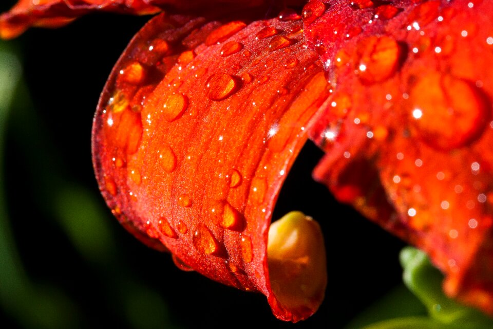 Flower plant nature