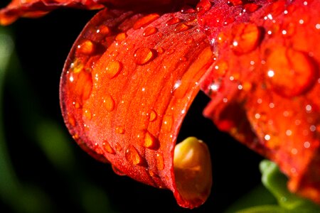 Flower plant nature