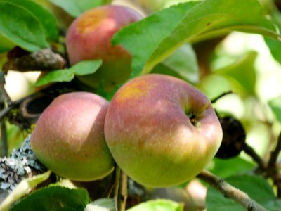 Brauner Matapfel Freilichtmuseum Roscheider Hof Frucht H4