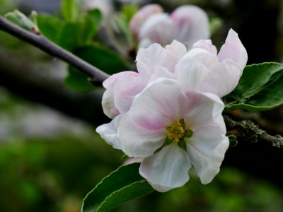 Brauner Matapfel Freilichtmuseum Roscheider Hof Blüte H1