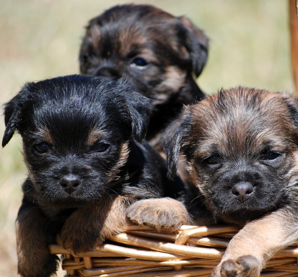 Terrier animal purebred