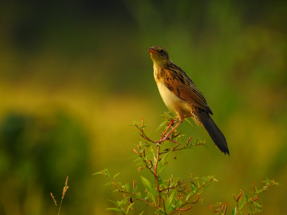 Bristled grassbird 18 (Chaetornis striata) മുള്ളൻ പുൽക്കുരുവി 