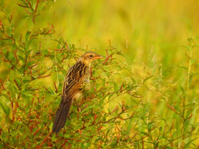 Bristled grassbird 15 (Chaetornis striata) മുള്ളൻ പുൽക്കുരുവി 
