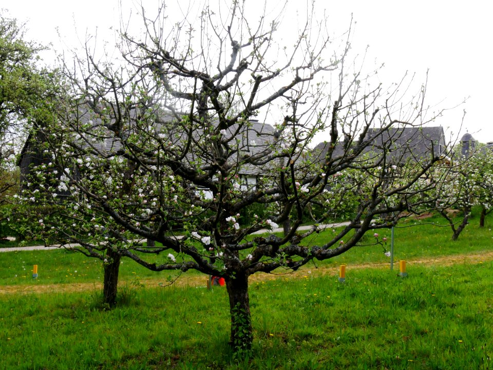 Brauner Matapfel Freilichtmuseum Roscheider Hof Ganzer Baum H5