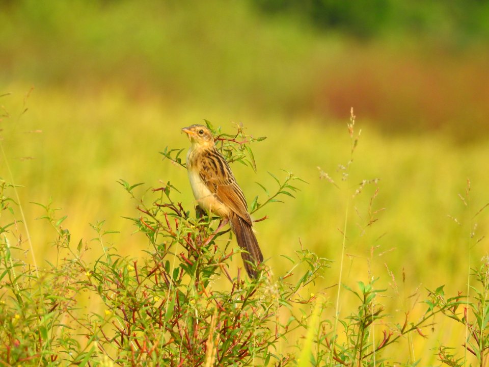 Bristled grassbird 42 (Chaetornis striata) മുള്ളൻ പുൽക്കുരുവി 