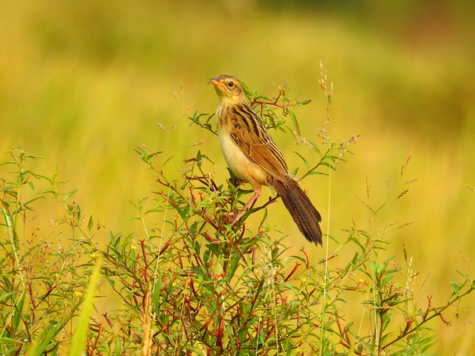 Bristled grassbird 37 (Chaetornis striata) മുള്ളൻ പുൽക്കുരുവി 