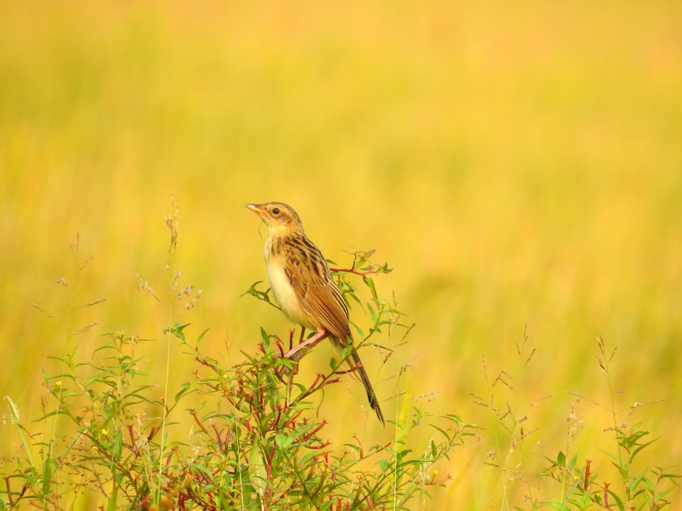 Bristled grassbird 29 (Chaetornis striata) മുള്ളൻ പുൽക്കുരുവി 
