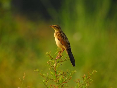 Bristled grassbird 20 (Chaetornis striata) മുള്ളൻ പുൽക്കുരുവി 