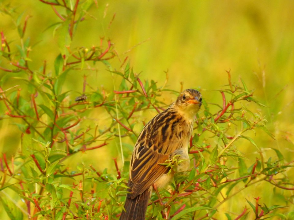 Bristled grassbird 16 (Chaetornis striata) മുള്ളൻ പുൽക്കുരുവി 
