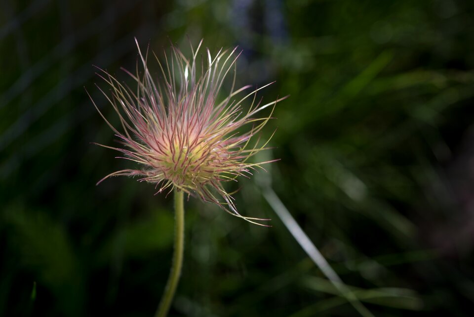 Nature flower common pasque flower