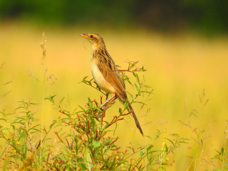 Bristled grassbird 26 (Chaetornis striata) മുള്ളൻ പുൽക്കുരുവി 
