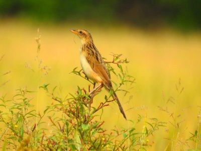 Bristled grassbird 26 (Chaetornis striata) മുള്ളൻ പുൽക്കുരുവി 