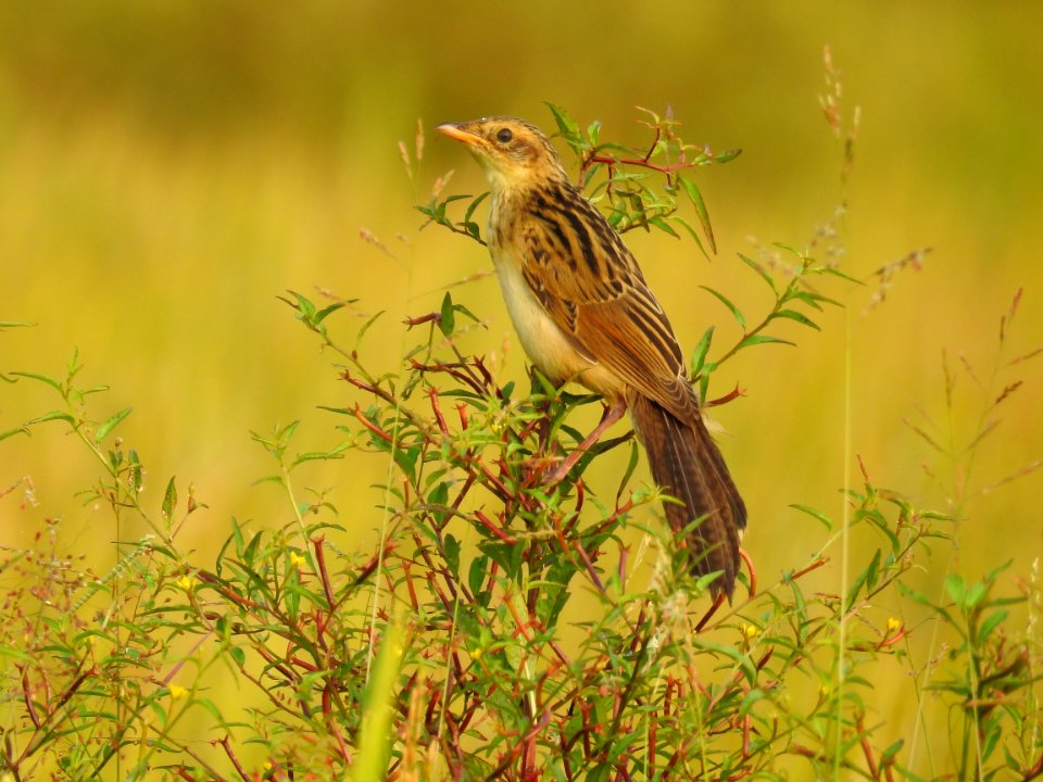 Bristled grassbird 40 (Chaetornis striata) മുള്ളൻ പുൽക്കുരുവി 