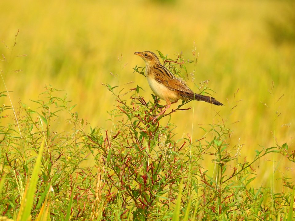 Bristled grassbird 35 (Chaetornis striata) മുള്ളൻ പുൽക്കുരുവി 