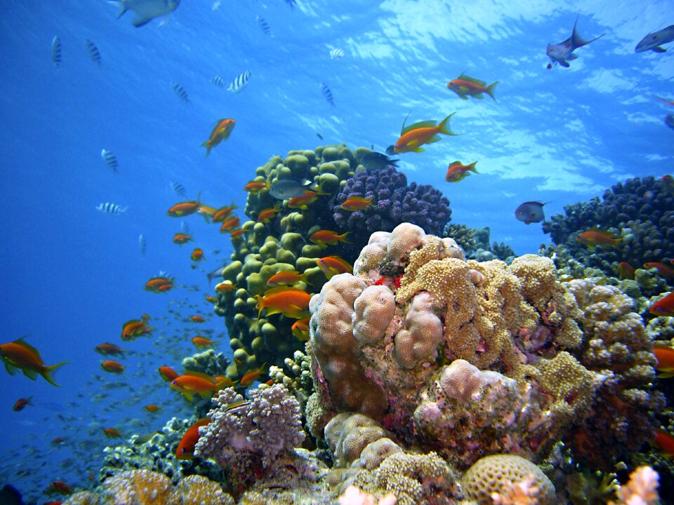 Underwater world coral water