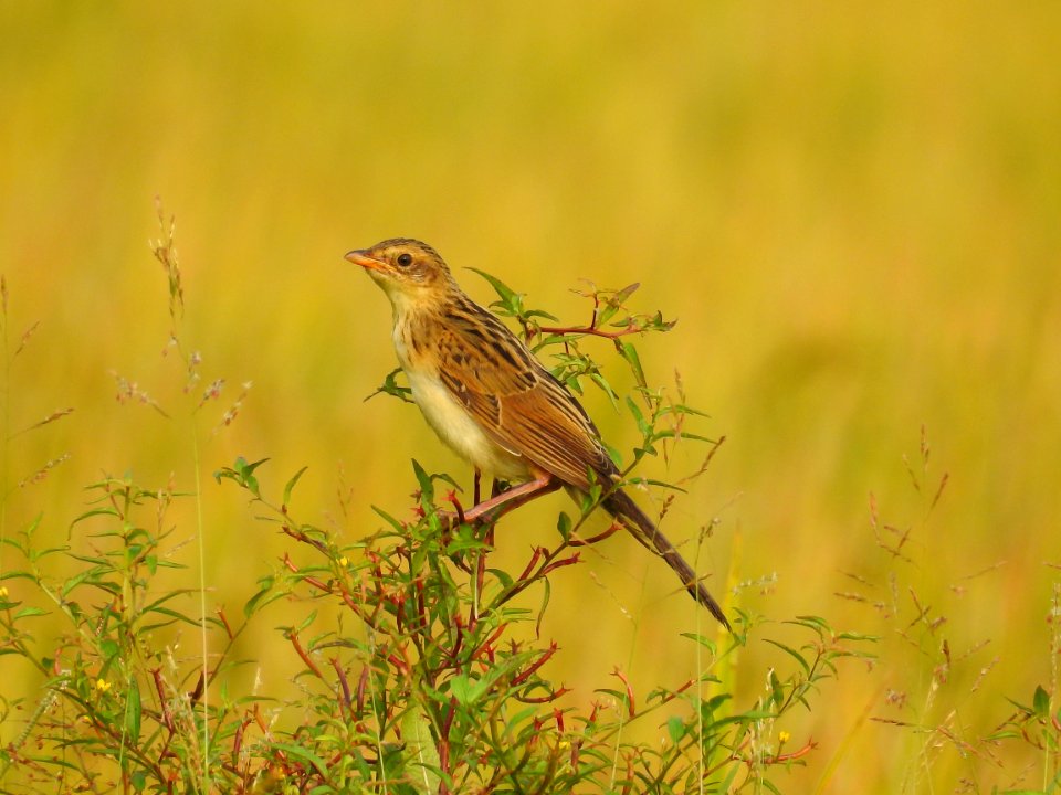 Bristled grassbird 31 (Chaetornis striata) മുള്ളൻ പുൽക്കുരുവി 