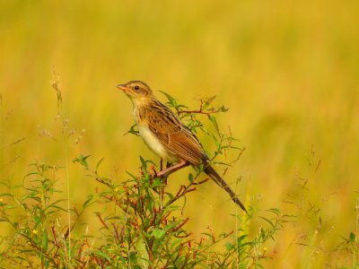 Bristled grassbird 31 (Chaetornis striata) മുള്ളൻ പുൽക്കുരുവി 