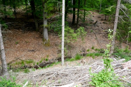 Brilon - NSG Eselsbruch, Harlebachsystem 08