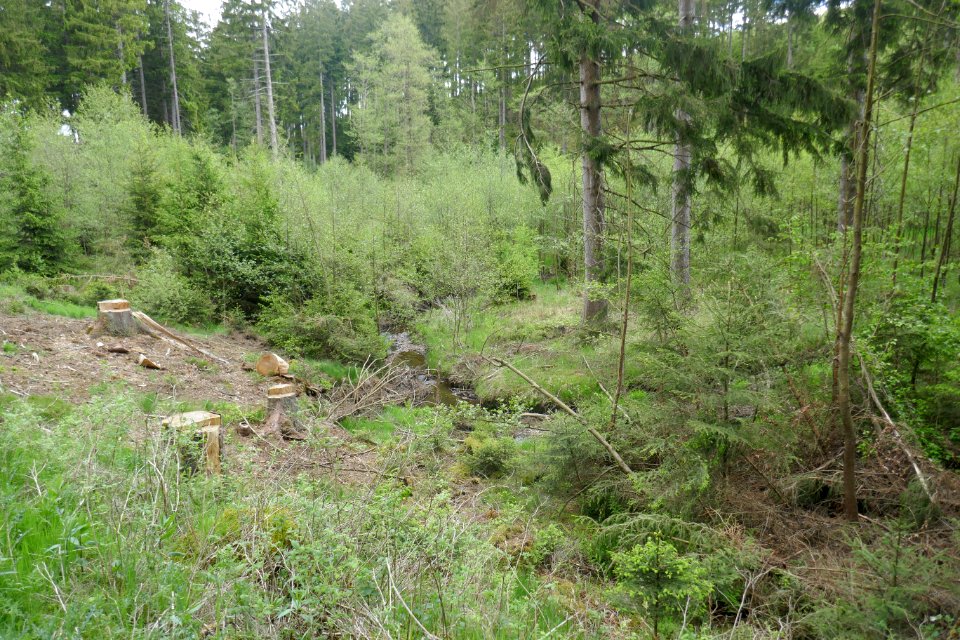 Brilon - NSG Eselsbruch, Harlebachsystem 03