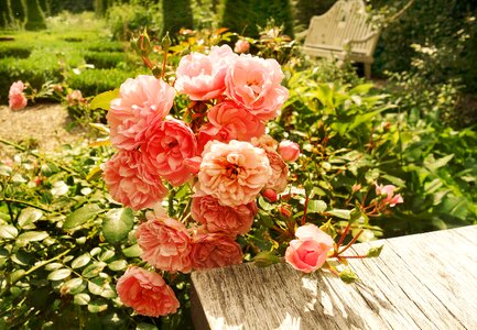 Rose bush pink roses table photo