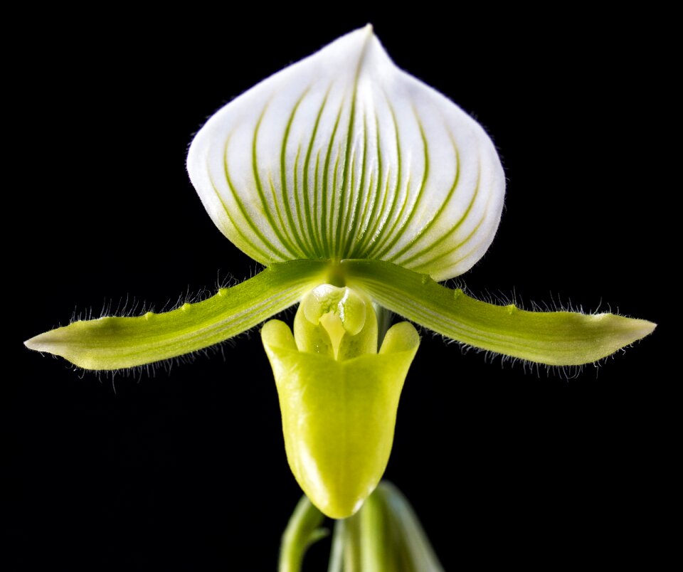 Bloom orchid close up