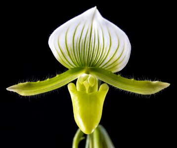 Bloom orchid close up
