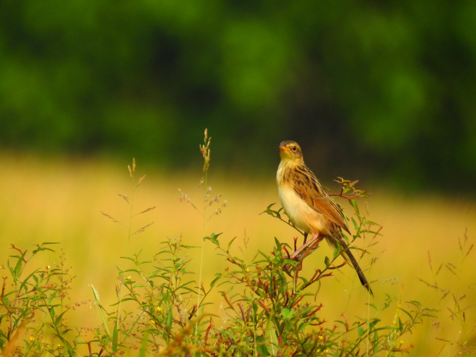Bristled grassbird 23 (Chaetornis striata) മുള്ളൻ പുൽക്കുരുവി 