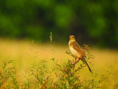 Bristled grassbird 23 (Chaetornis striata) മുള്ളൻ പുൽക്കുരുവി 