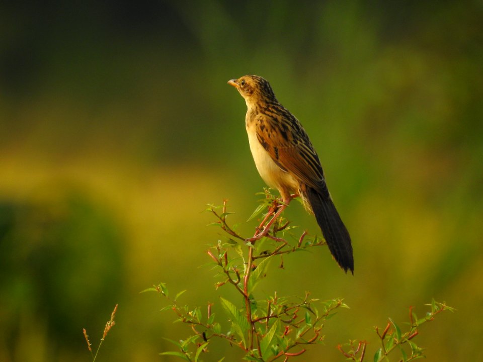 Bristled grassbird 19 (Chaetornis striata) മുള്ളൻ പുൽക്കുരുവി 