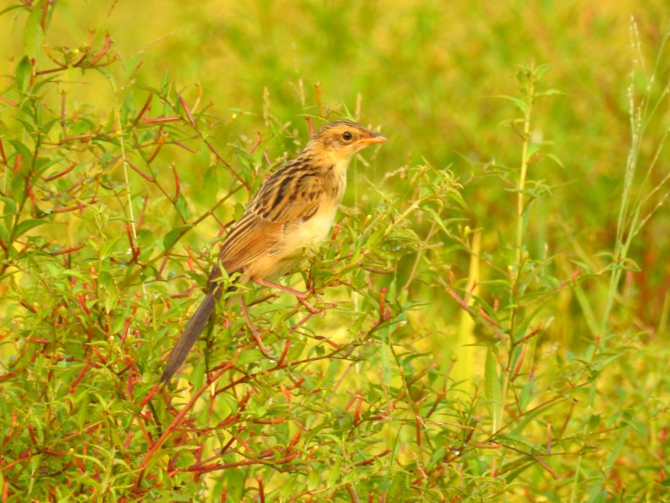 Bristled grassbird 13 (Chaetornis striata) മുള്ളൻ പുൽക്കുരുവി 