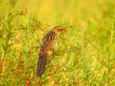 Bristled grassbird 14 (Chaetornis striata) മുള്ളൻ പുൽക്കുരുവി 