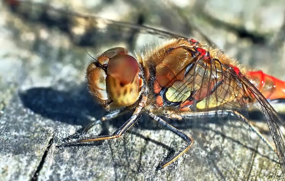 Flight insect insect wing