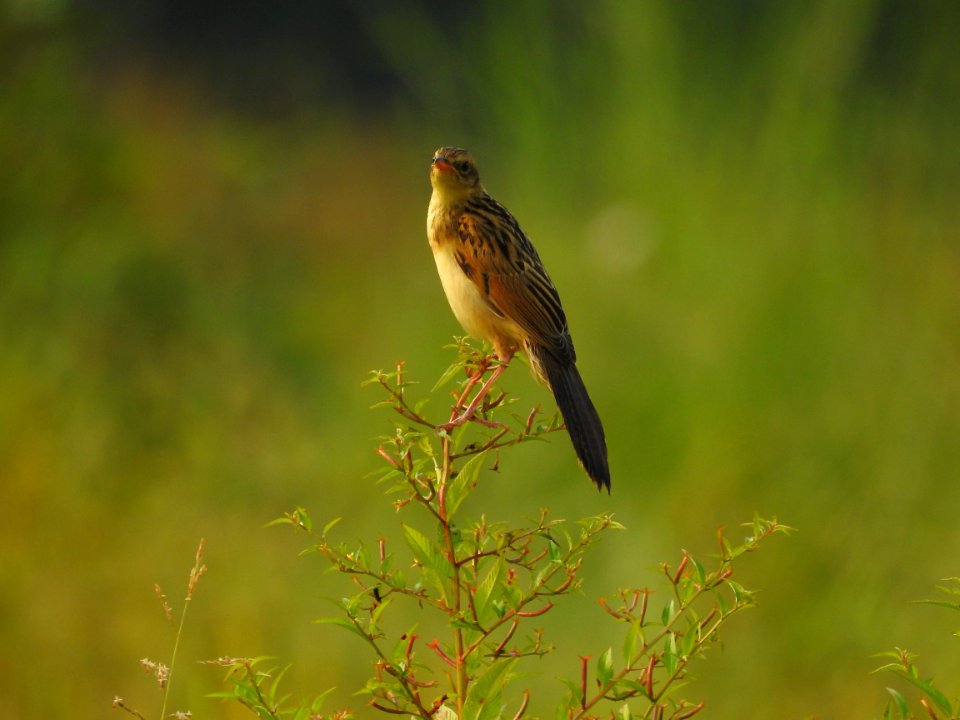 Bristled grassbird 21 (Chaetornis striata) മുള്ളൻ പുൽക്കുരുവി 