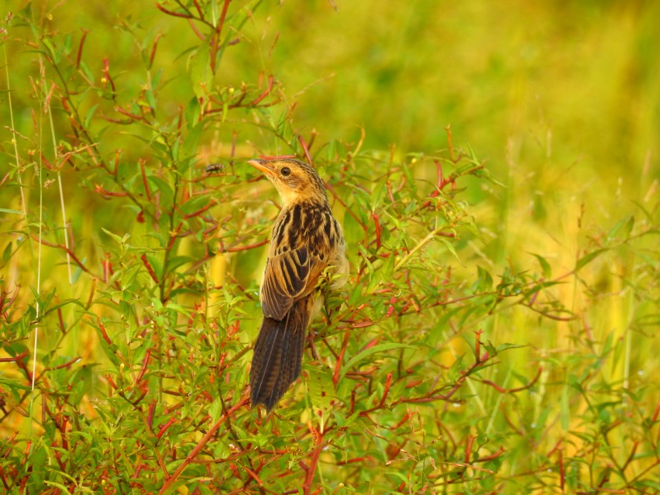 Bristled grassbird 17 (Chaetornis striata) മുള്ളൻ പുൽക്കുരുവി 