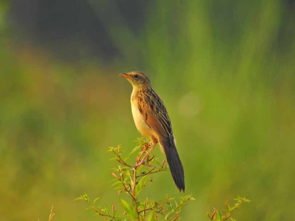 Bristled grassbird 22 (Chaetornis striata) മുള്ളൻ പുൽക്കുരുവി 