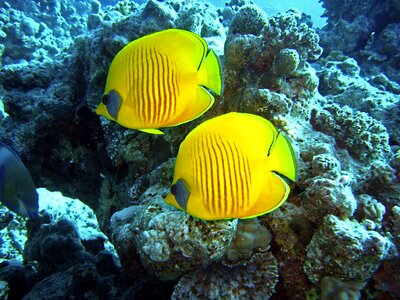 Fish yellow pair photo