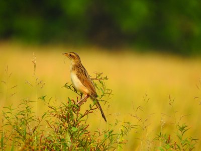 Bristled grassbird 24 (Chaetornis striata) മുള്ളൻ പുൽക്കുരുവി 