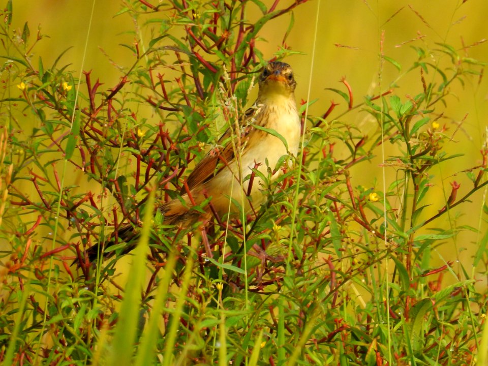 Bristled grassbird 43 (Chaetornis striata) മുള്ളൻ പുൽക്കുരുവി 