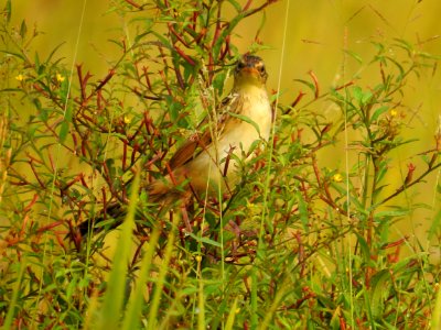 Bristled grassbird 43 (Chaetornis striata) മുള്ളൻ പുൽക്കുരുവി 