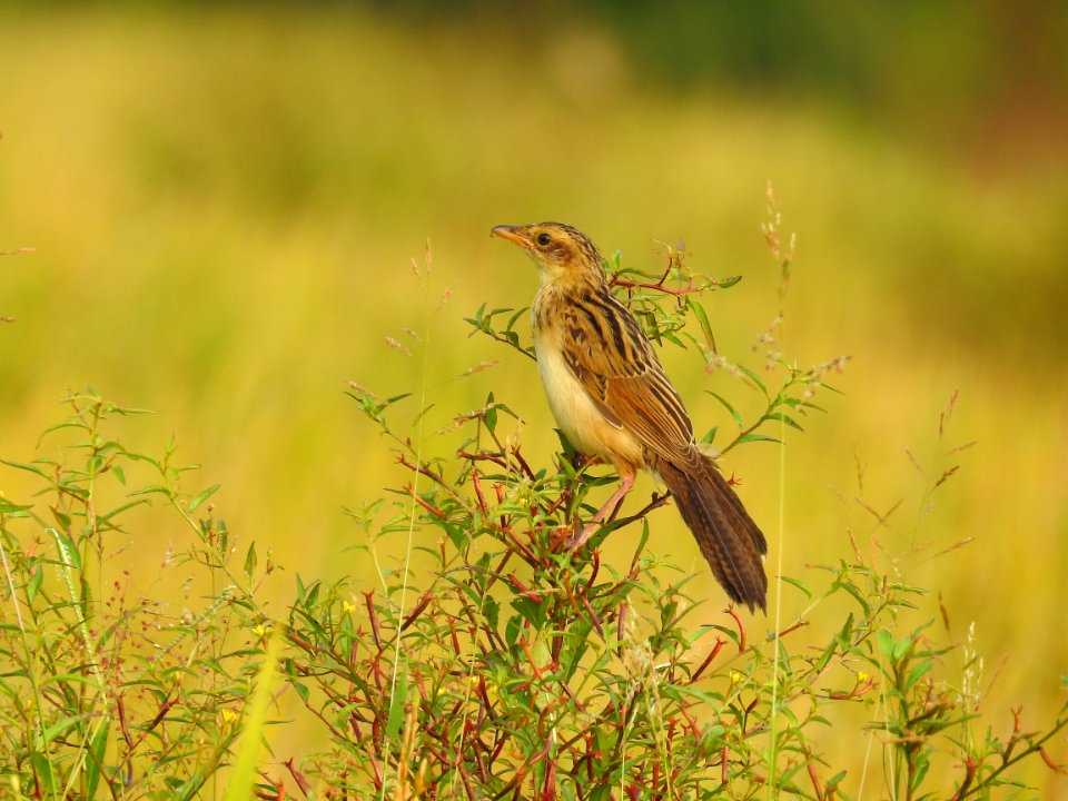 Bristled grassbird 38 (Chaetornis striata) മുള്ളൻ പുൽക്കുരുവി 