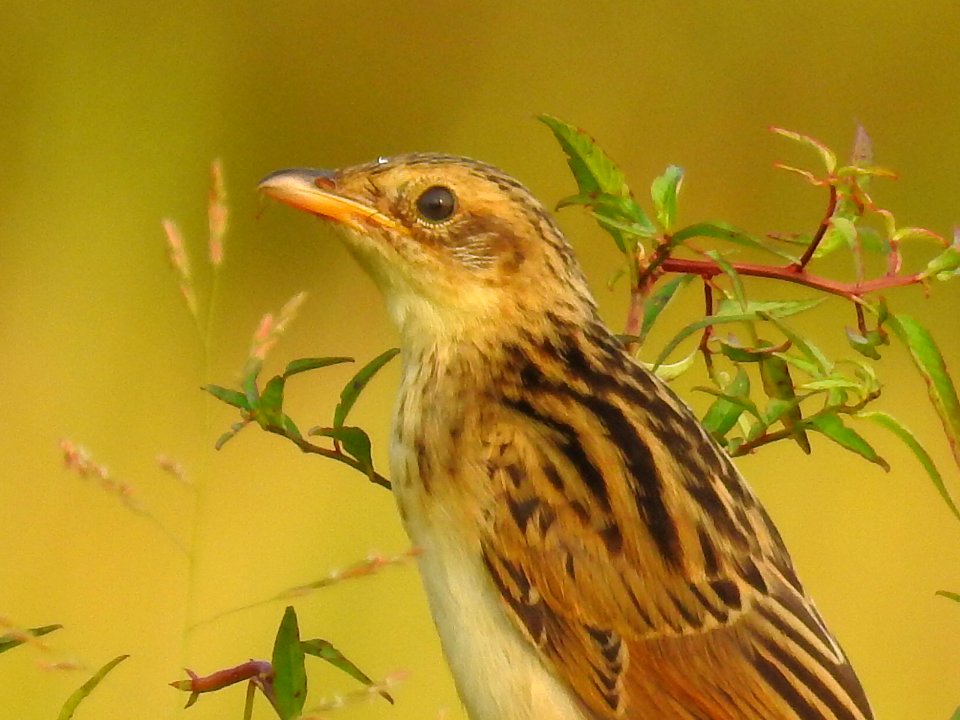 Bristled grassbird 41 (Chaetornis striata) മുള്ളൻ പുൽക്കുരുവി 