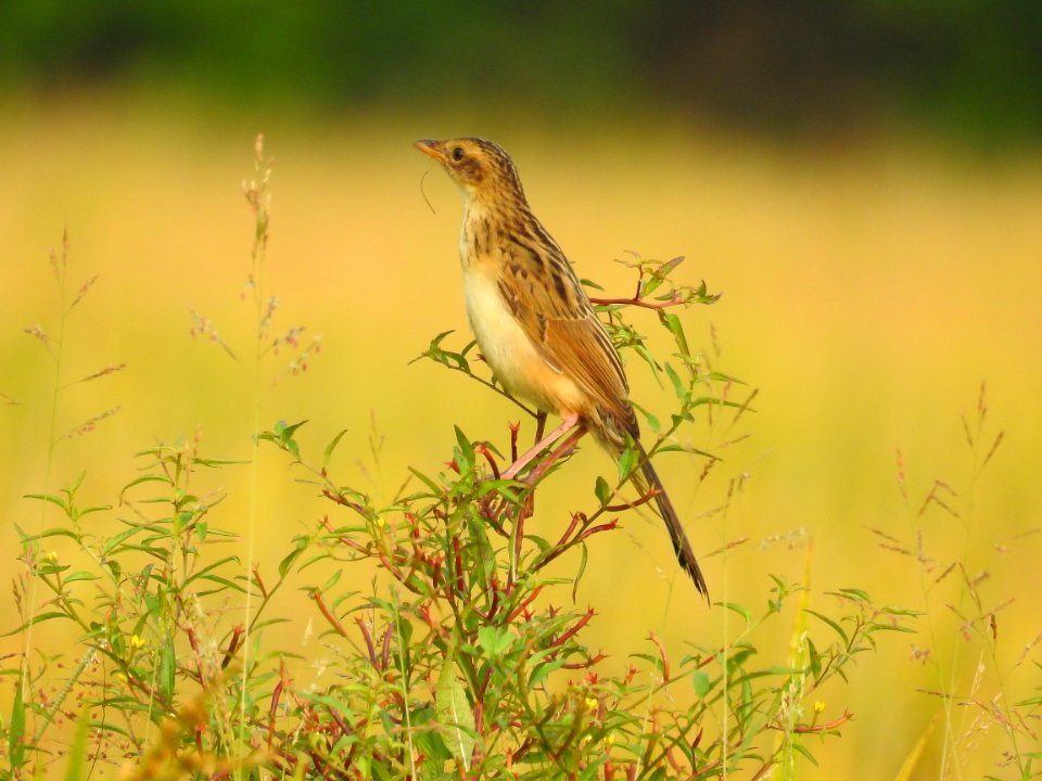 Bristled grassbird 28 (Chaetornis striata) മുള്ളൻ പുൽക്കുരുവി 