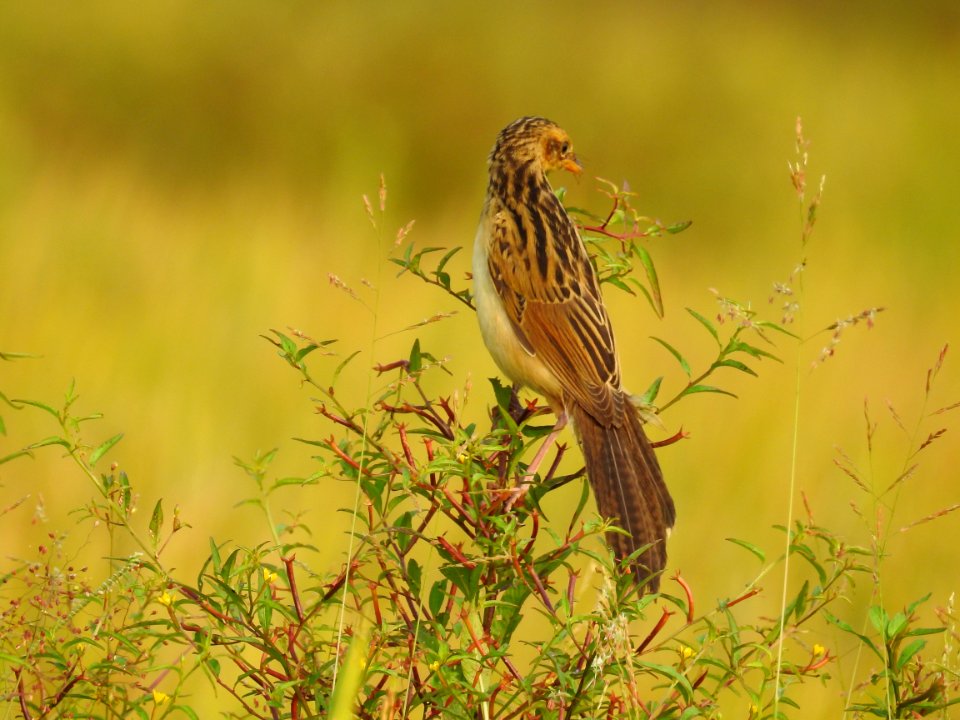 Bristled grassbird 39 (Chaetornis striata) മുള്ളൻ പുൽക്കുരുവി 