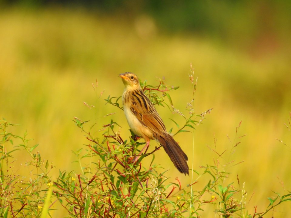 Bristled grassbird 36 (Chaetornis striata) മുള്ളൻ പുൽക്കുരുവി 