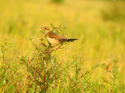 Bristled grassbird 34 (Chaetornis striata) മുള്ളൻ പുൽക്കുരുവി 