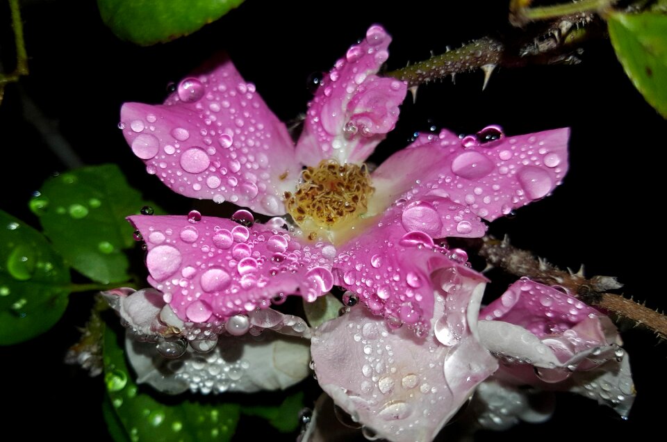 Pink rose pink flower species rose
